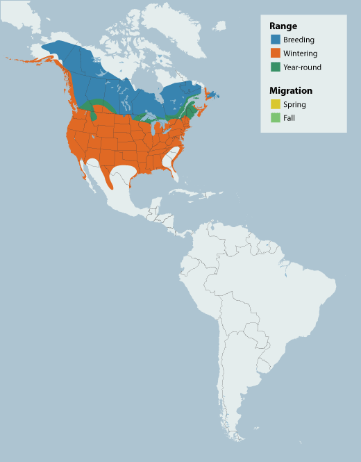 Common Goldeneye range map