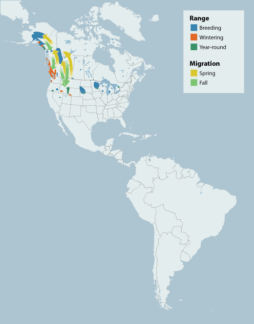 Trumpeter Swan range map