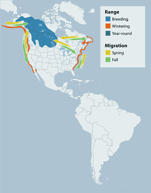 White-winged Scoter range map