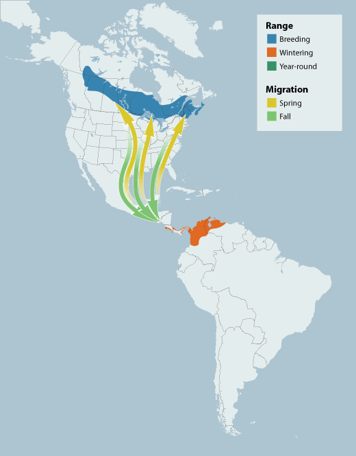 Bay-breasted Warbler range map