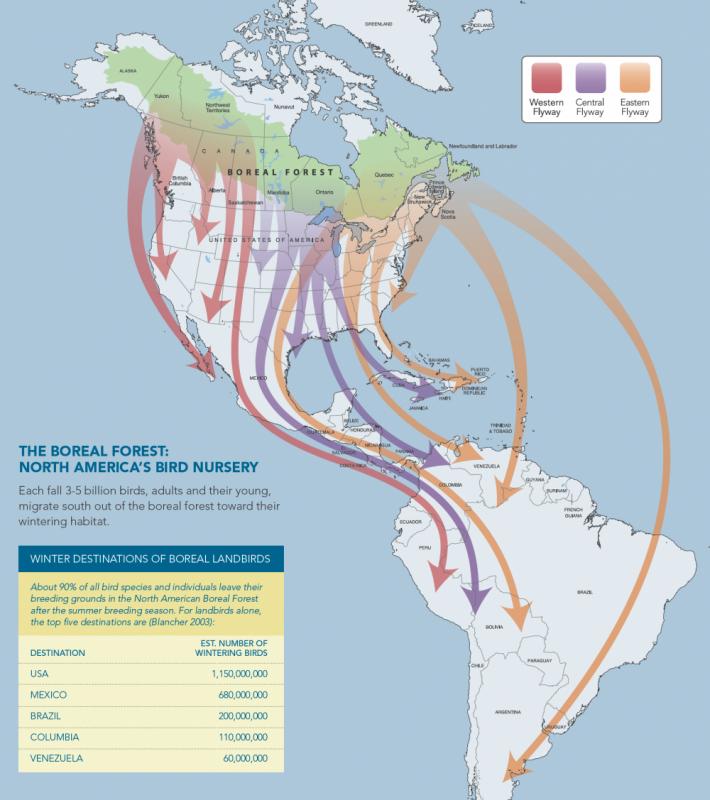 Ajh Map Of Canada Goose Migration Hrdsindia Org