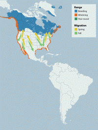 Common Loon range map