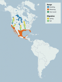 American White Pelican range map