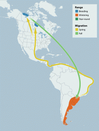 Hudsonian Godwit range map