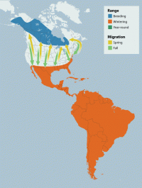 Lesser Yellowlegs range map