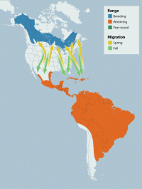 Solitary Sandpiper range map