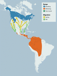 Swainson's Thrush range map