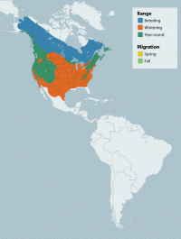 Dark-eyed Junco range map