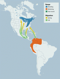 Blackburnian Warbler range map