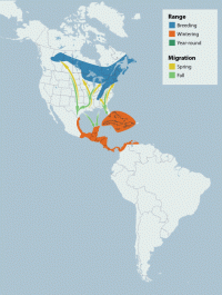 Black-throated Green Warbler range