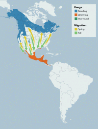 Wilson's Warbler range map