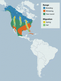 Mallard range map