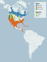 Ring-necked Duck range map