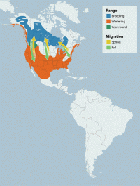 Bufflehead range map