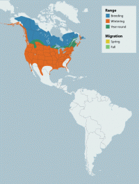 Common Goldeneye range map