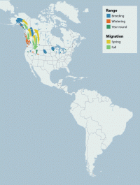 Trumpeter Swan range map