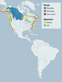 White-winged Scoter range map