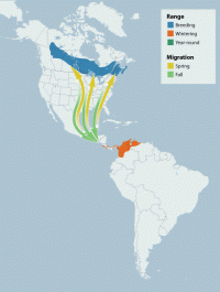 Bay-breasted Warbler range map